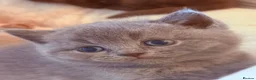 British Shorthair cats for sale: 🌟GCCF BSH Kittens Beautiful Variety of Colours 🌟 - Advert 2