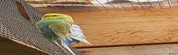 Budgerigars birds for sale: Young budgies for sale. £25 each in Sandbach - Advert 2