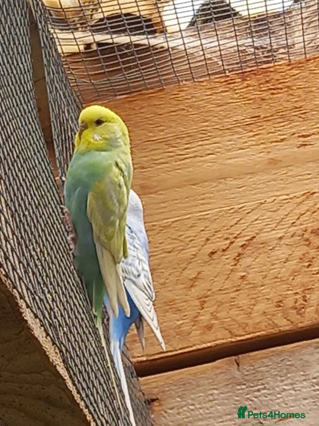 Budgerigars birds for sale: Young budgies for sale. £25 each in Sandbach - Advert 2
