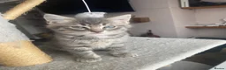 Ragdoll cats for sale: Ragdoll mixed breed kittens for sale in Thetford - Advert 14