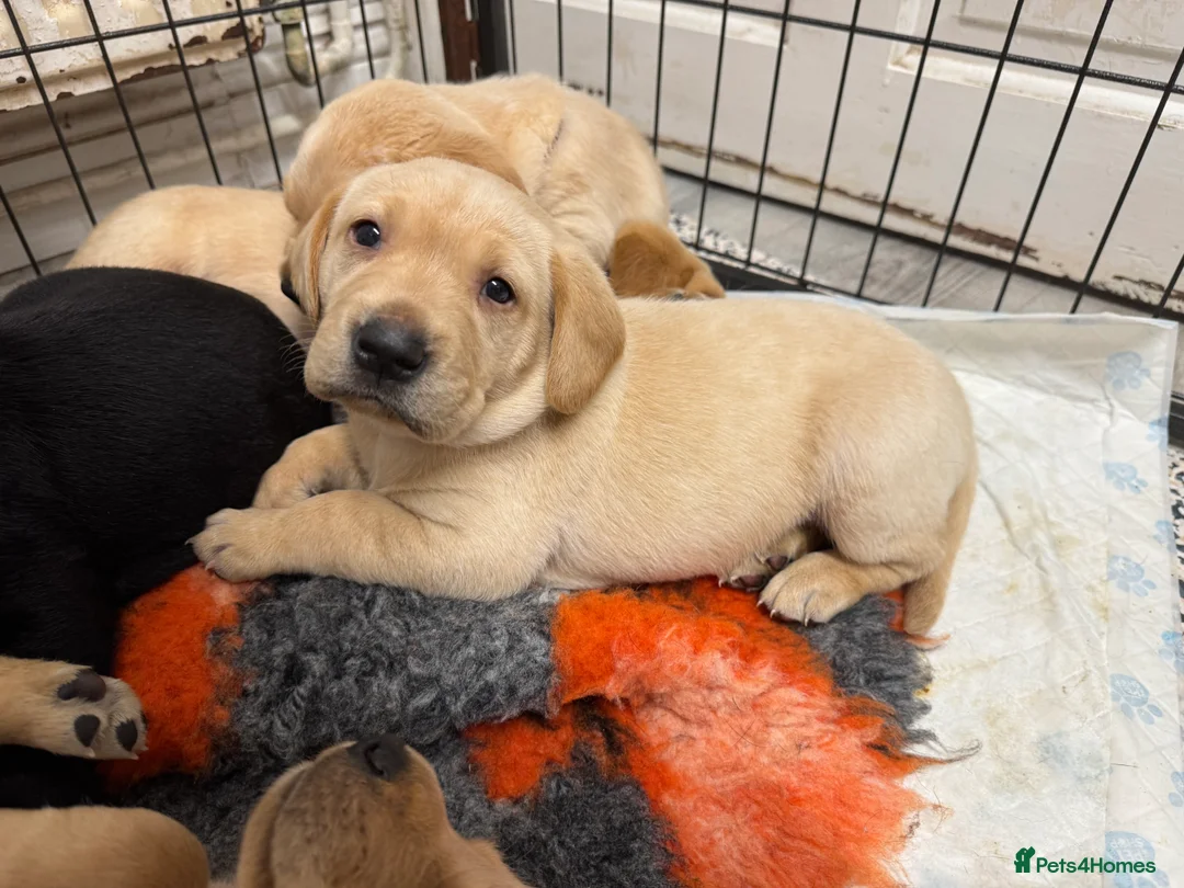 Labrador Retriever dogs for sale: Beautiful Ellie Fox Red Lab - Ready Now!  - Advert 13