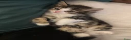 Domestic Shorthair cats for sale: 5 Adorable Little Kittens - Advert 12
