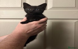 American Shorthair cats for sale: 5 black and white kittens for forever home - Image 3