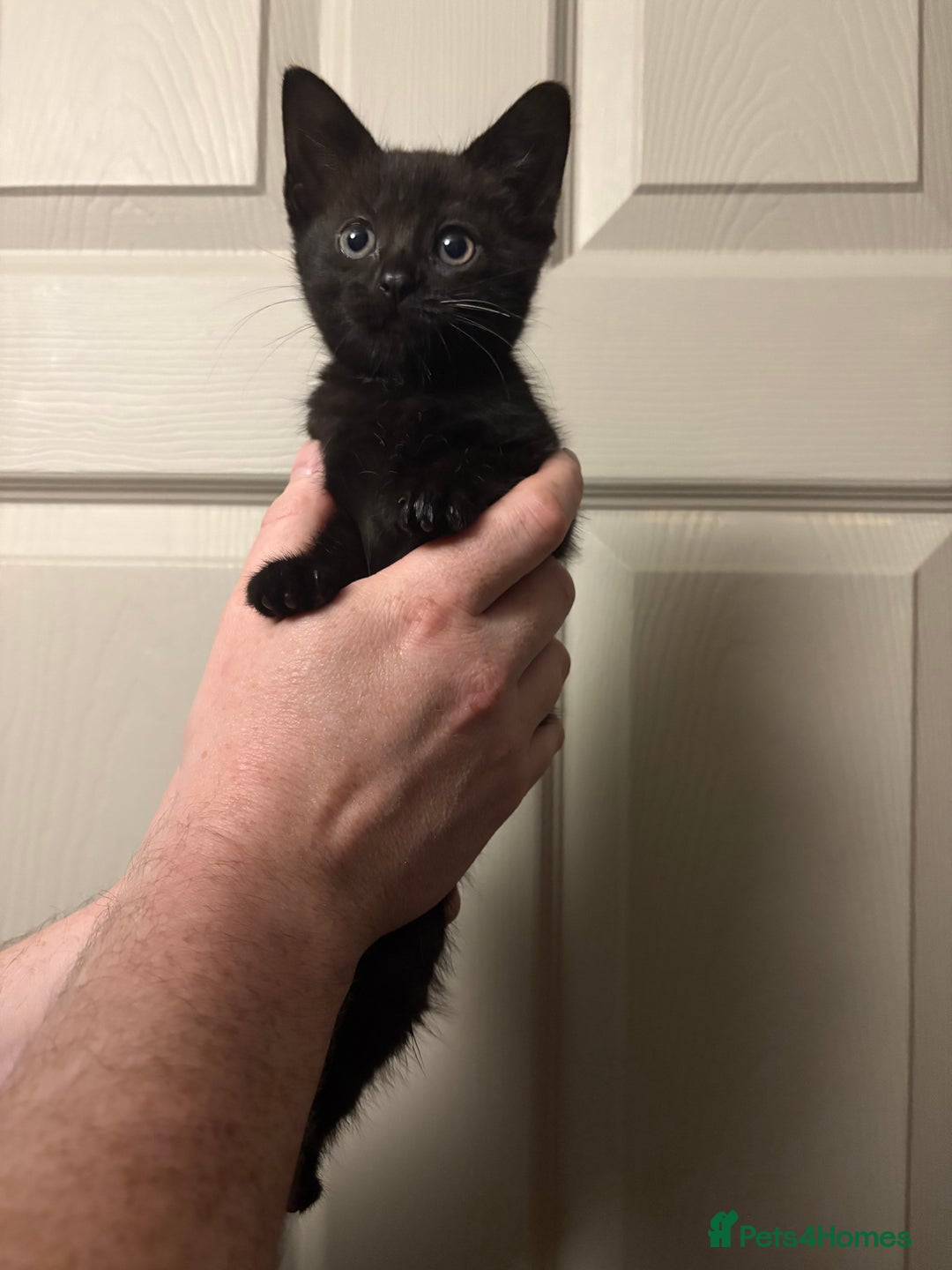 American Shorthair cats for sale: 5 black and white kittens for forever home - Image 3