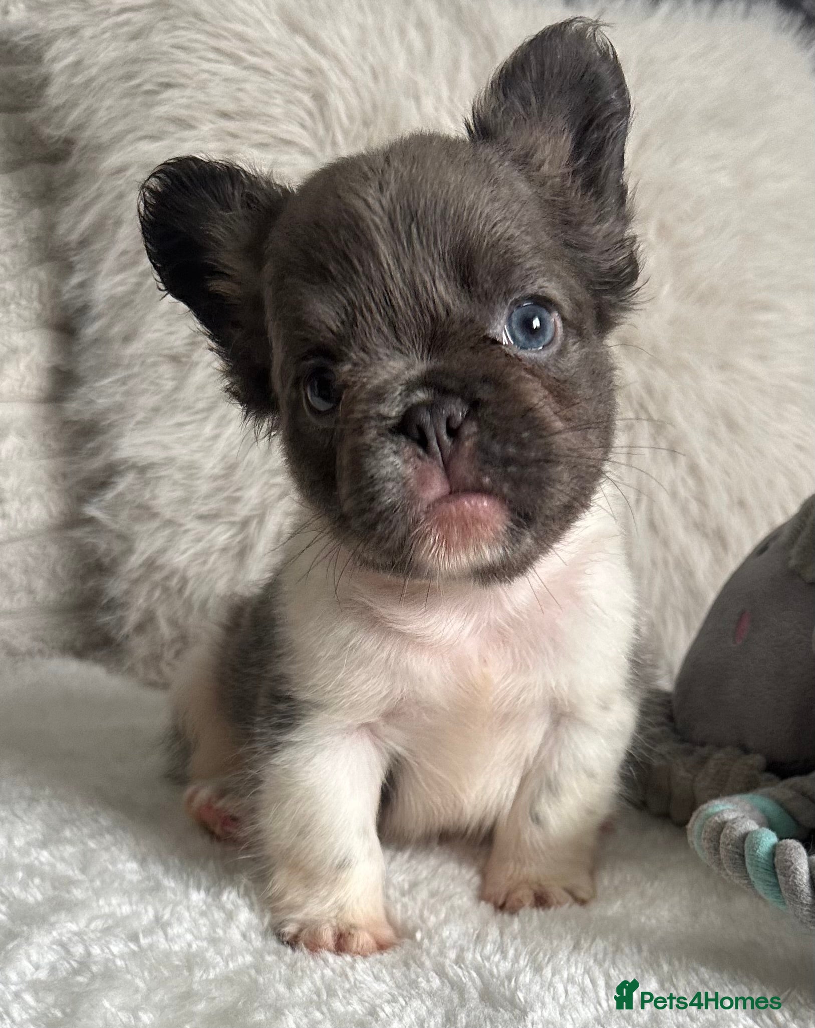 French Bulldog dogs Visual Fluffy New shade French Bulldogs🐻 - Advert 3
