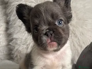 French Bulldog dogs Visual Fluffy New shade French Bulldogs🐻 - Advert 3