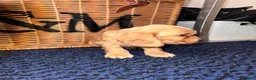 Cocker Spaniel dogs for sale: Stunning Show type cocker spaniel puppies  - Advert 16