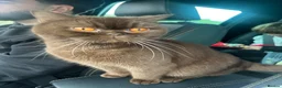British Shorthair cats for sale: Chocolate British short hair girl 🤎🩷 - Advert 4
