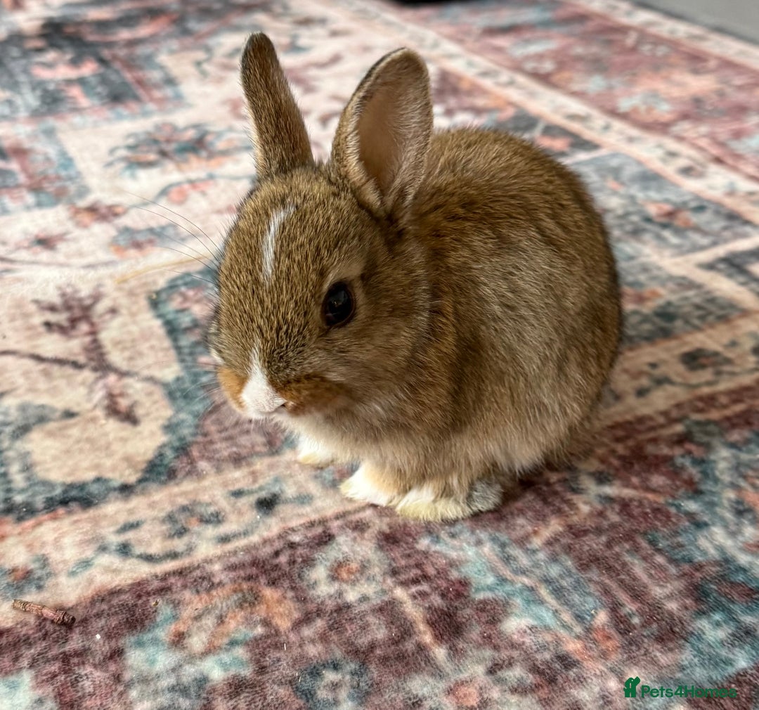 Netherland Dwarf rabbits for sale: Netherland Dwarf Rabbits  - Advert 10