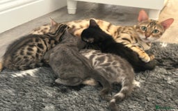 Bengal cats for sale: Stunning Bengal Kittens - TICA Registered - Image 29