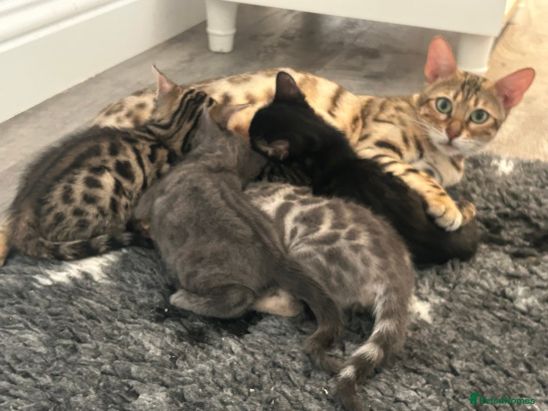 Bengal cats for sale: Stunning Bengal Kittens - TICA Registered - Image 29