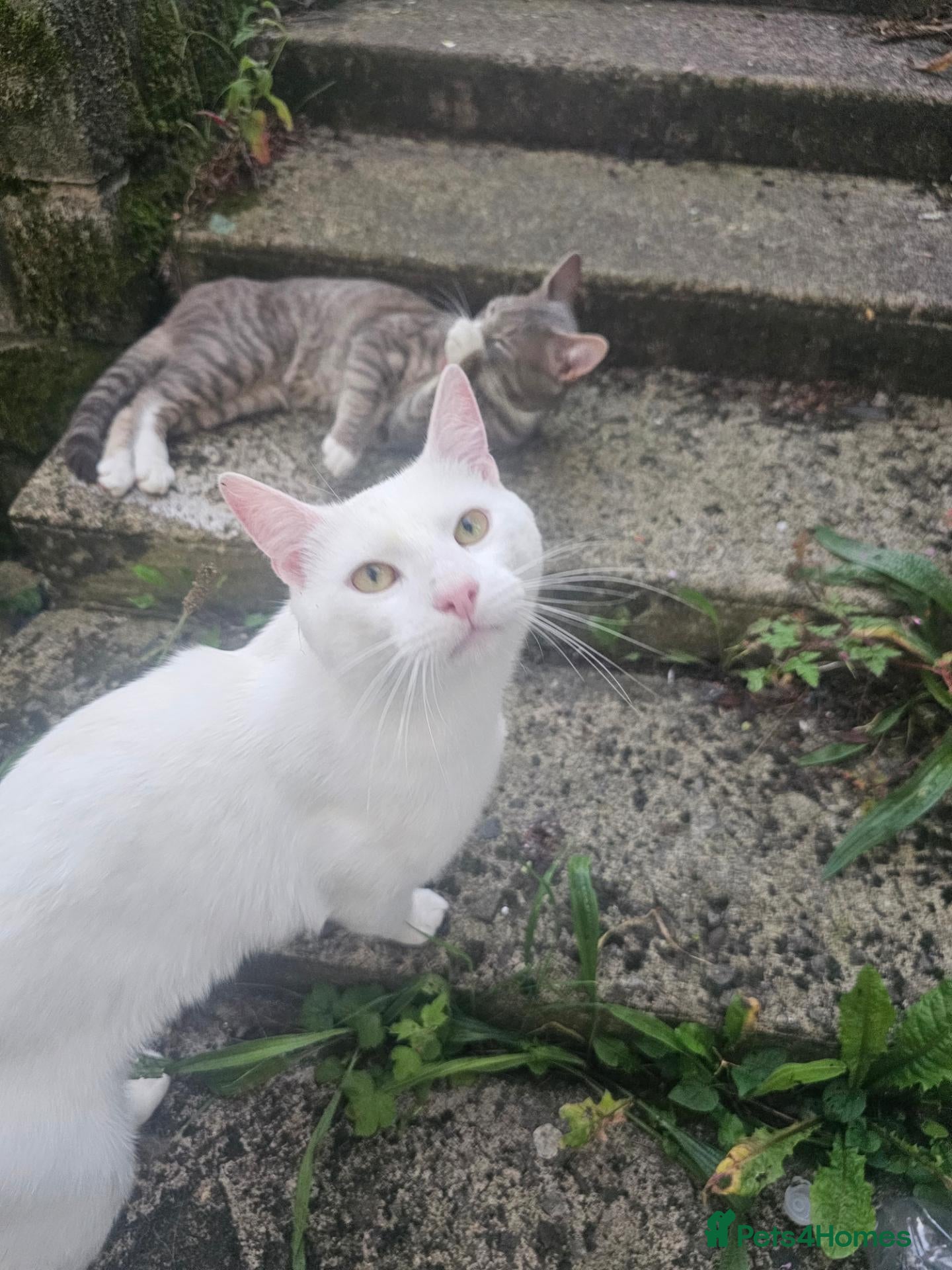 Domestic Shorthair cats Adoring all white boy - Advert 4