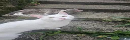 Domestic Shorthair cats for sale: Adoring all white boy - Advert 1