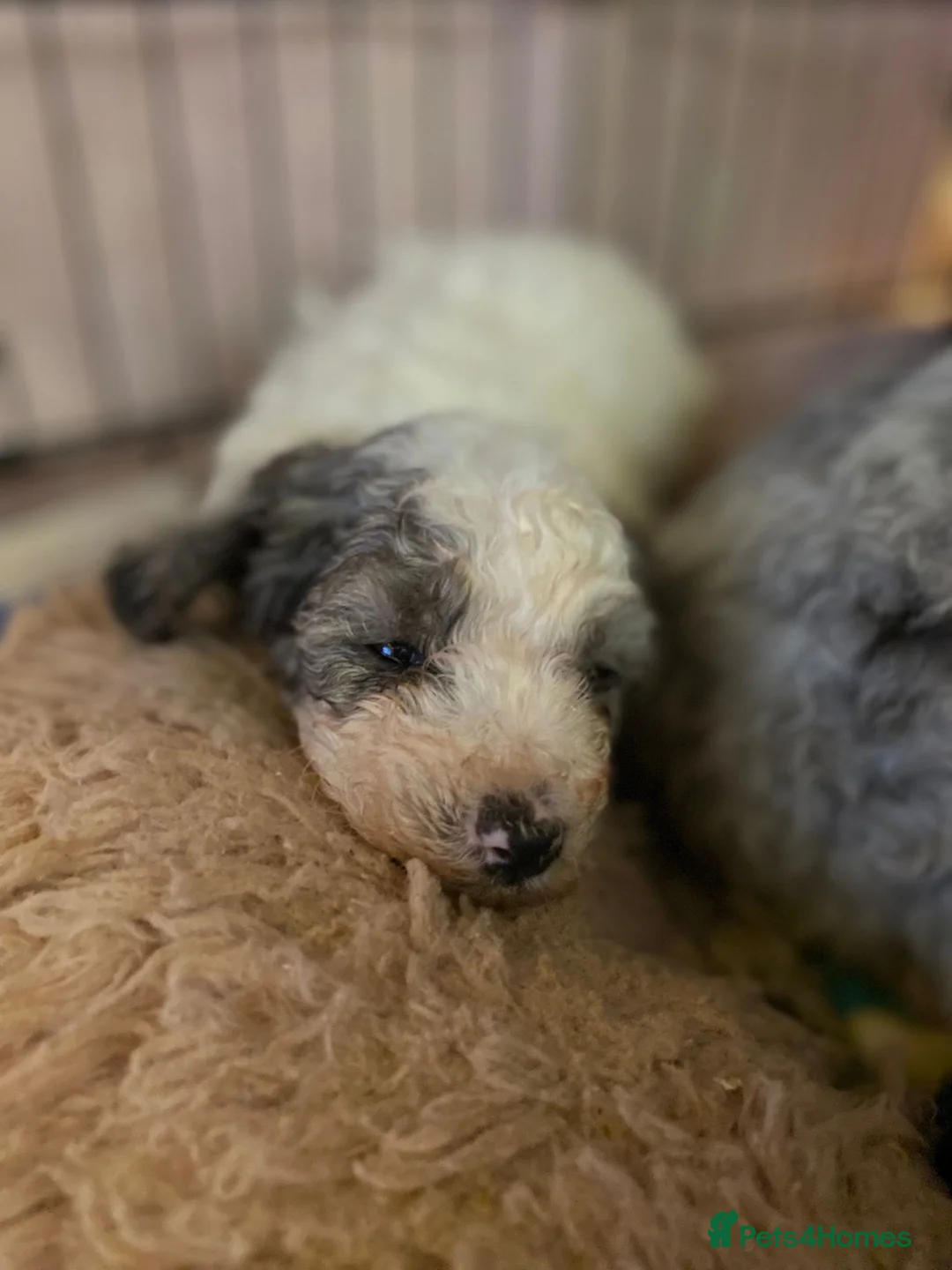 Cavapoo dogs for sale: Beautiful cavapoo puppies ready now - Advert 24