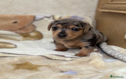 Dachshund dogs for sale: PUPPIES FOR SALE!!  - Image 4