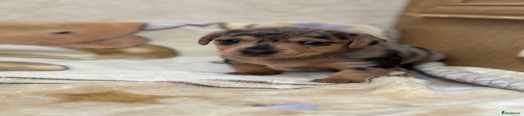 Dachshund Puppy 2