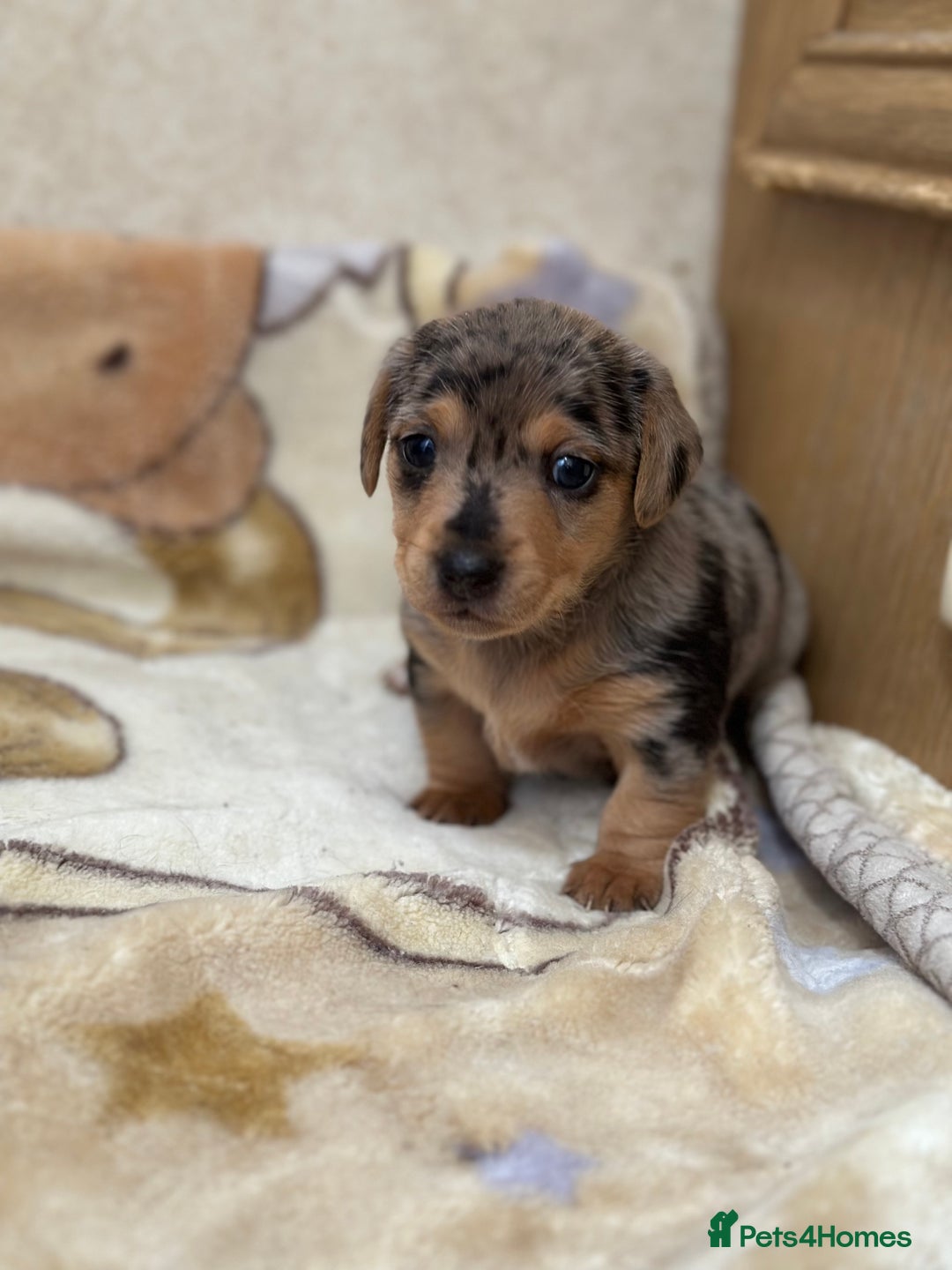Dachshund dogs for sale: PUPPIES FOR SALE!!  - Image 4
