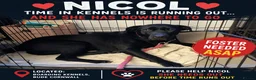 Mixed Breed dogs for adoption: FOSTER CALL:❤️NICOL❤️Energetic, Playful, Loving in Bude - Advert 1