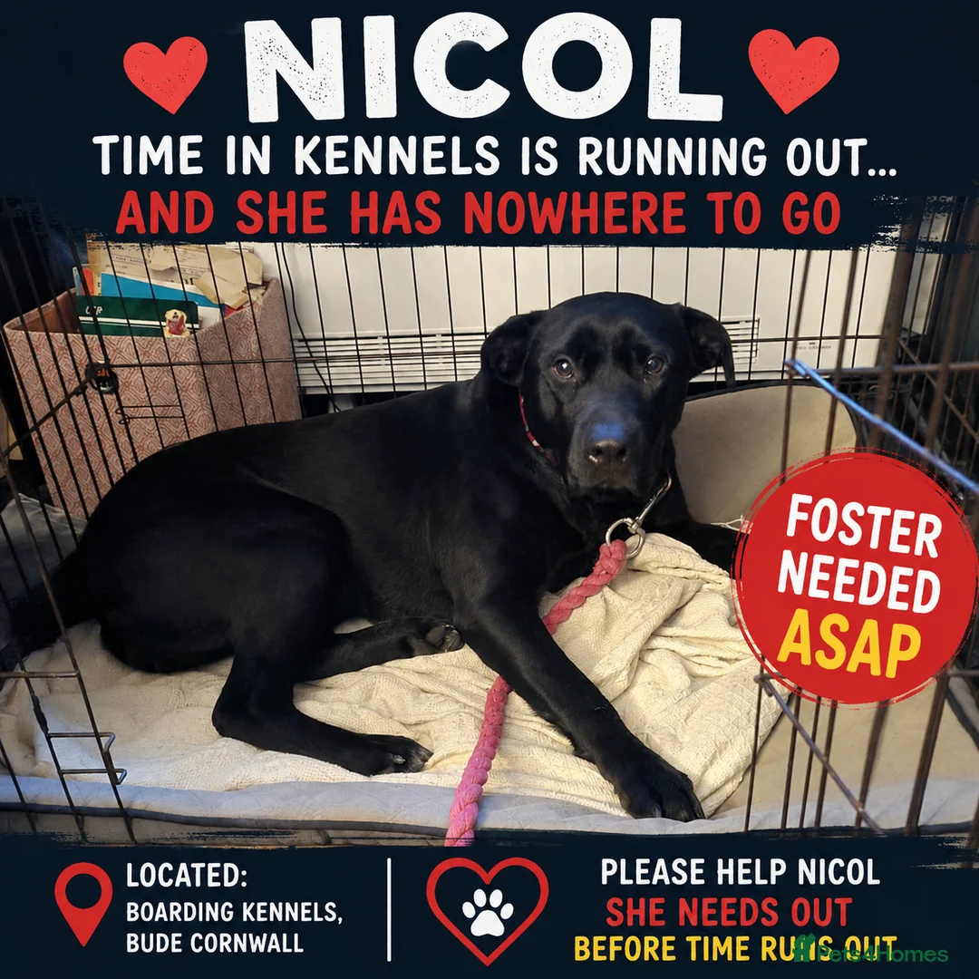 Mixed Breed dogs for adoption: FOSTER CALL:❤️NICOL❤️Energetic, Playful, Loving in Bude - Advert 1