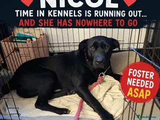 Mixed Breed dogs FOSTER CALL:❤️NICOL❤️Energetic, Playful, Loving - Advert 1