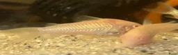 Corys fish for sale: Albino iridescent corys. £8 - Advert 3