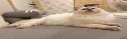 Ragdoll cats for stud: STUD! GCCF Active Registered BLUE POINT MALE STUD in Telford - Advert 3