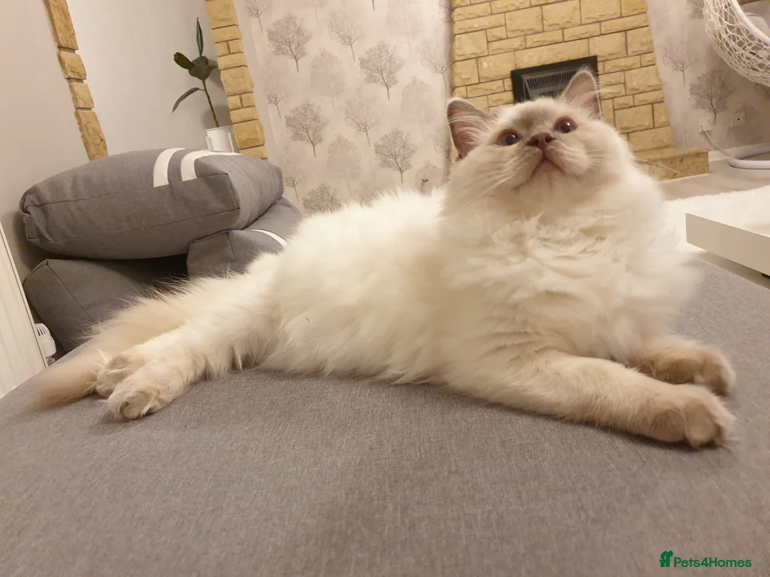 Ragdoll cats for stud: STUD! GCCF Active Registered BLUE POINT MALE STUD in Telford - Advert 3