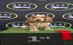 Cocker Spaniel dogs for stud: Chocolate sable show cocker kc reg, proven  in Norwich - Image 2