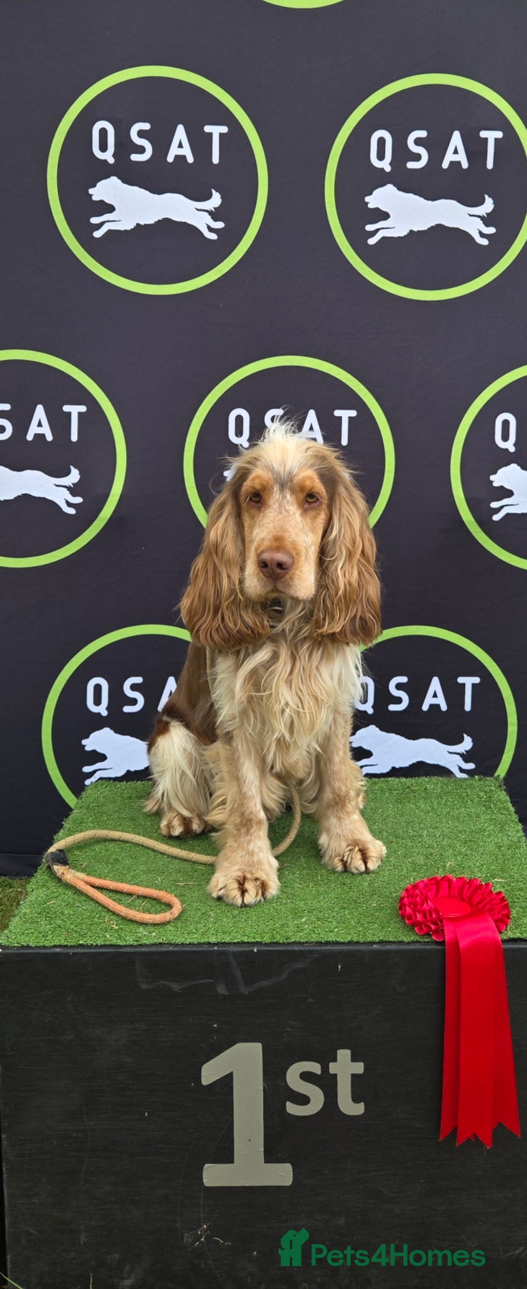Cocker Spaniel dogs for stud: Chocolate sable show cocker kc reg, proven  in Norwich - Image 2
