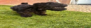 Mixed Breed Puppy 2