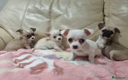 Chihuahua dogs for sale: Chihuahua puppies for sale  - Image 17