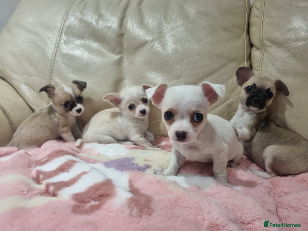 Chihuahua dogs for sale: Chihuahua puppies for sale  - Image 17