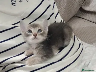 Bengal cats 3/4 Bengal Kittens | ONLY ONE LEFT!- BLUE - Advert 13