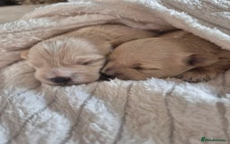 Mixed Breed dogs for sale: Malshipoos puppies 1 boy 1 girl maltipoo mum  - Image 4