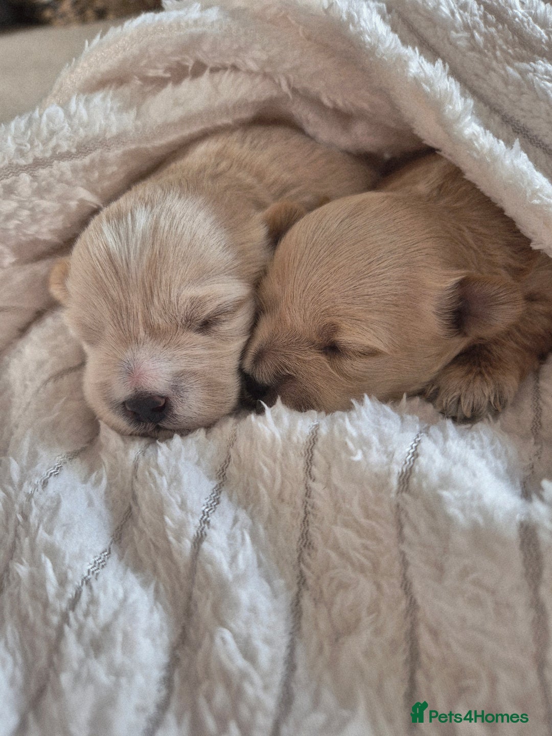 Mixed Breed dogs for sale: Malshipoos puppies 1 boy 1 girl maltipoo mum  - Image 4