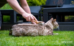 Bengal cats for sale: Majestic Blue-eyed Snow Bengal-TICA-Champion line - Image 17