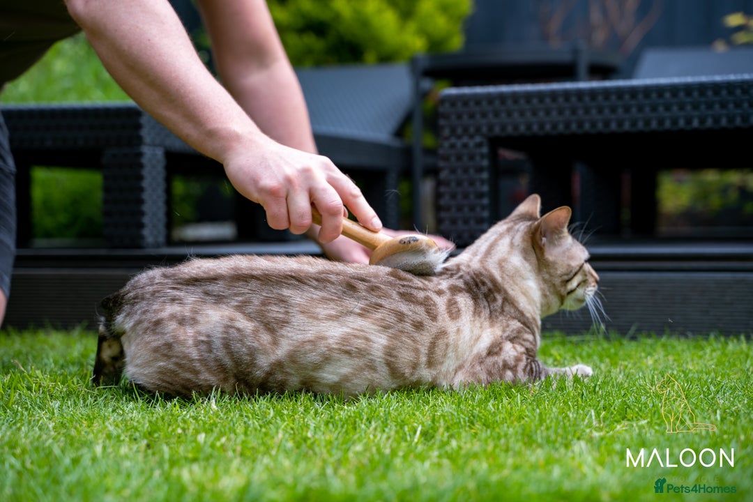 Bengal cats for sale: Majestic Blue-eyed Snow Bengal-TICA-Champion line - Image 17