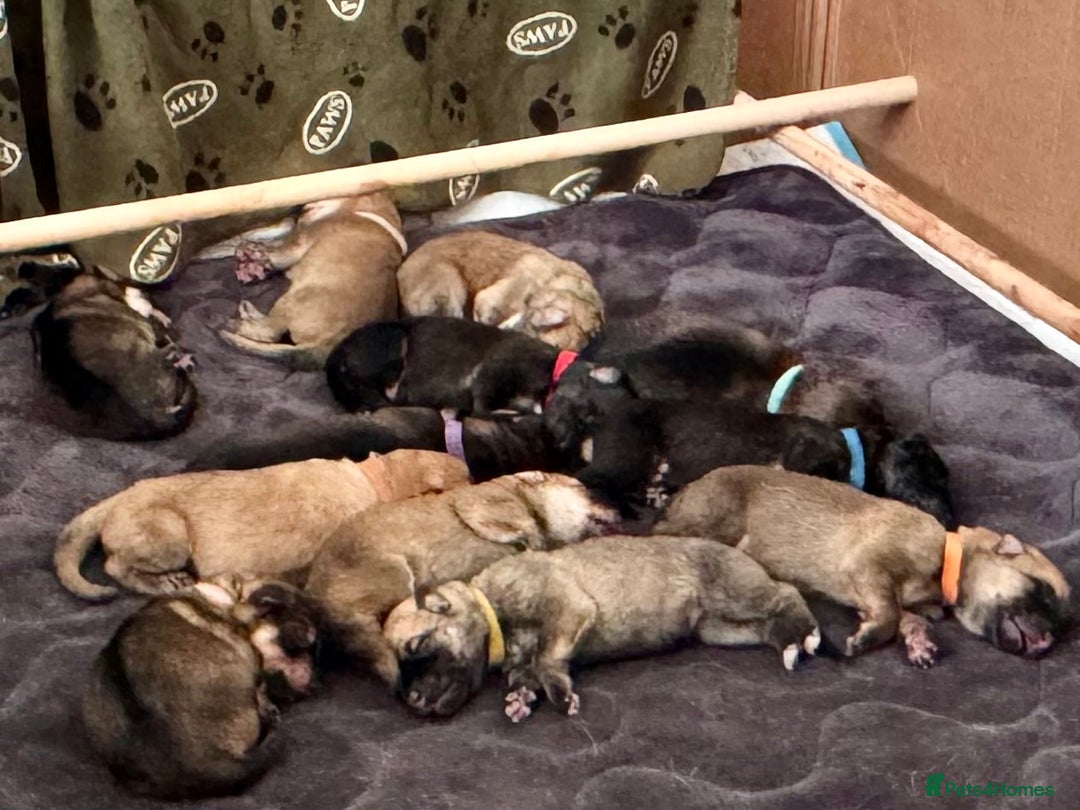 Mixed Breed dogs for sale: Beautiful Inca & handsome Nanuq PUPDATE x2  - Image 2
