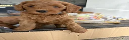 Cockapoo dogs for sale: F1 Cockapoo Puppies - Advert 4
