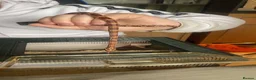 Corn Snake reptiles for sale: Corn snake.  - Advert 5