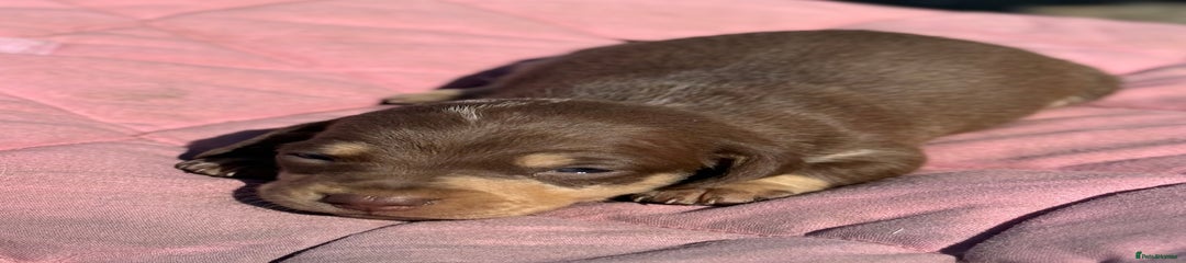 Miniature Dachshund Puppy 1