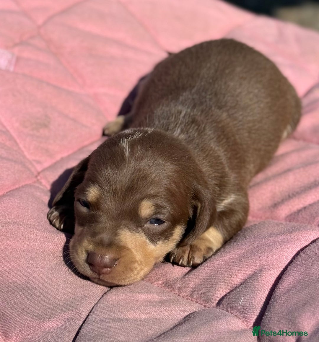 Miniature Dachshund dogs for sale: Miniature dachshund puppy’s ❤️ - Image 9