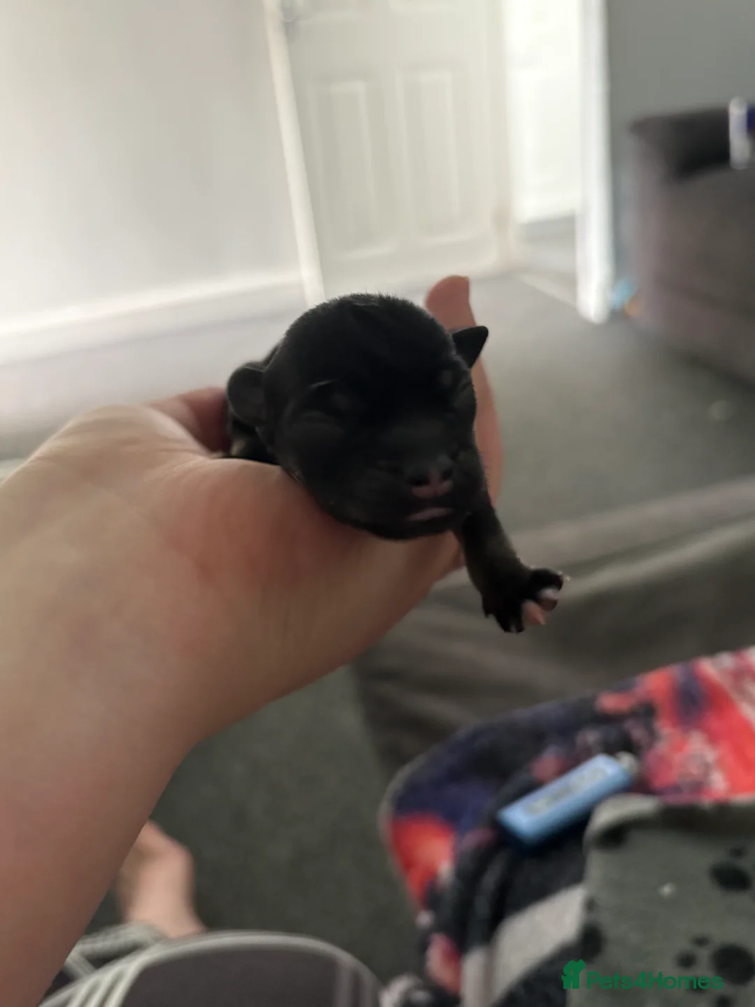 Mixed Breed dogs for sale: Staffy X Jackrusell Puppies  - Advert 23
