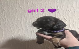 Cocker Spaniel dogs for sale: Only 3 beautiful kc working cocker spaniels left  - Advert 17