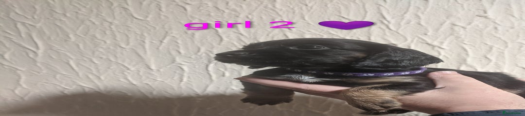 Cocker Spaniel girl 2