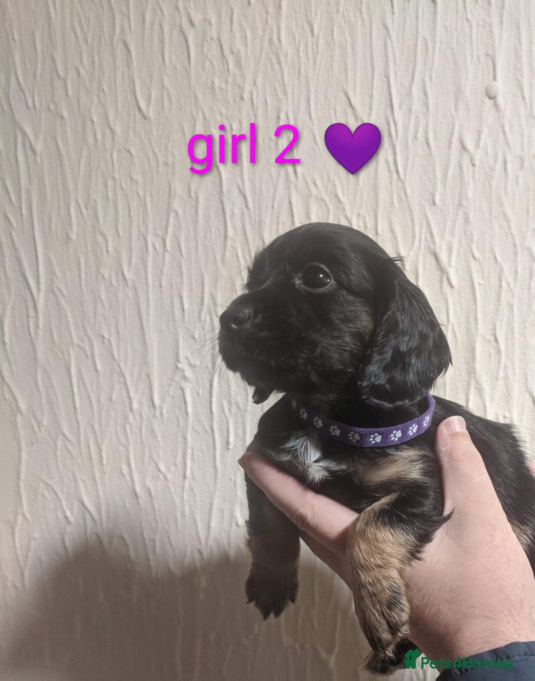 Cocker Spaniel dogs for sale: Only 3 beautiful kc working cocker spaniels left  - Advert 17