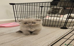 Scottish Fold cats for sale: 🐱British Shorthair x Scottish Fold Kittens🐱 - Advert 21