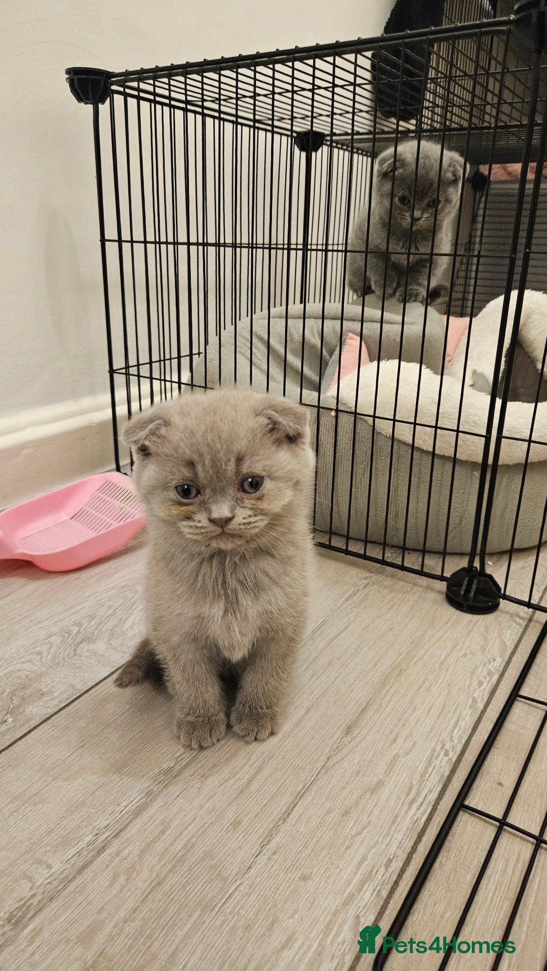 Scottish Fold cats for sale: 🐱British Shorthair x Scottish Fold Kittens🐱 - Advert 21
