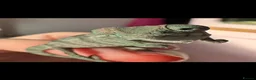 Chameleon reptiles for sale: Baby melon the chameleon  in Coventry - Advert 2