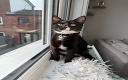 Domestic Shorthair cats for sale: Russia - Image 4